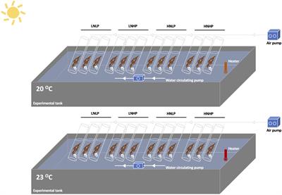 Photosynthetic performance and antioxidant activity of Gracilariopsis lemaneiformis are sensitive to phosphorus deficiency in elevated temperatures